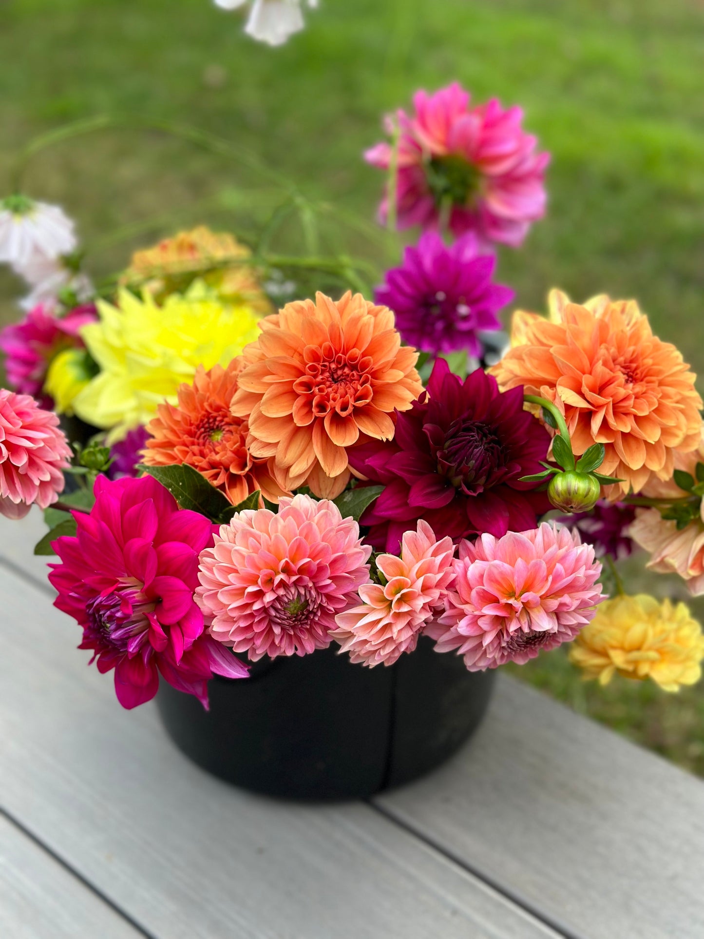 Dahlias 101 Workshop | May 14