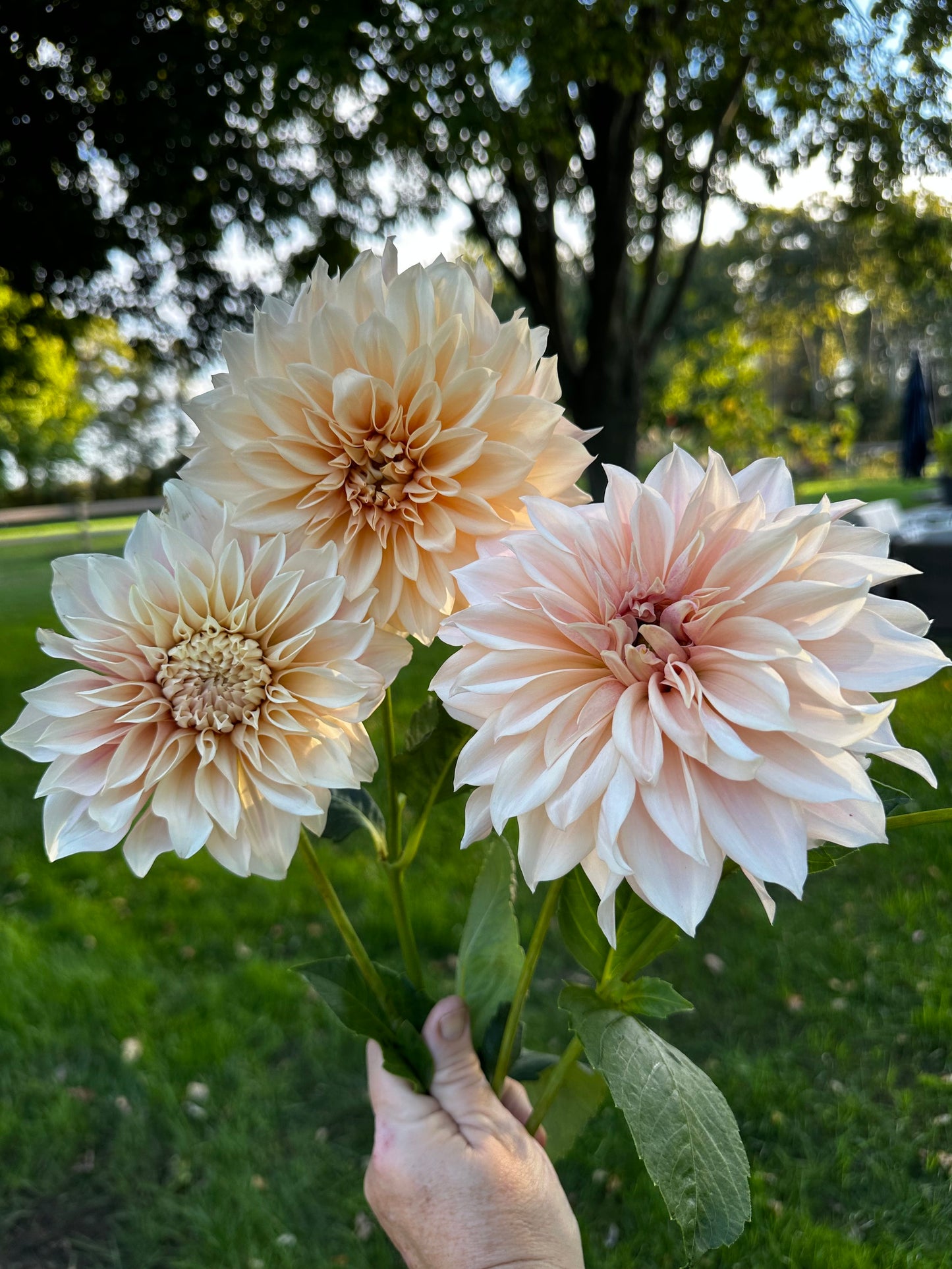 Dahlias 101 Workshop | May 14
