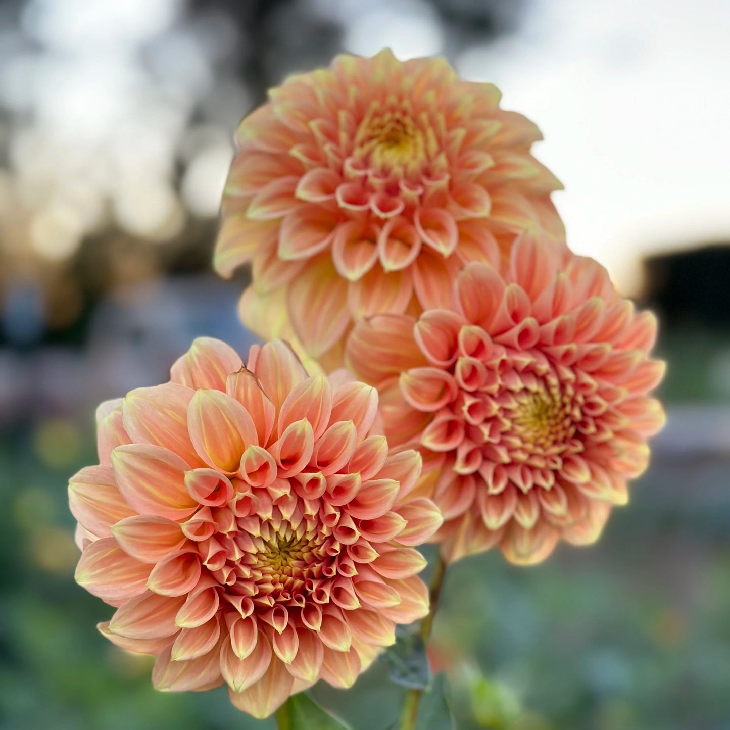 Dahlias 101 Workshop | May 14
